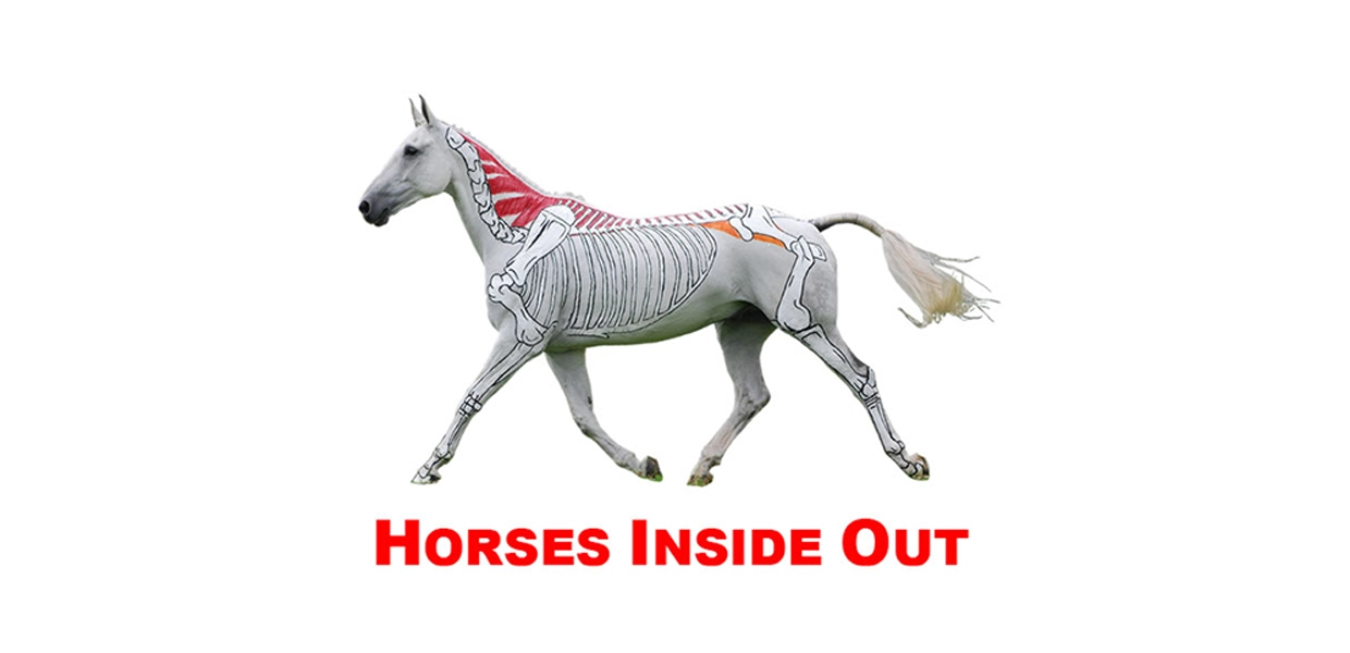 Soundness and Symmetry – Horses Inside Out Conference