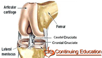 Cranial Cruciate Ligament Injury and Treatment